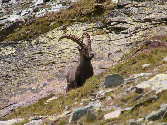 Stambecco presso la Becca Trecare, nel vallone del Tournalin, sopra Saint Jacques